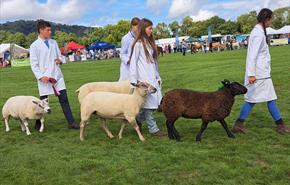 Chepstow Show sheep section